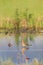 Asian dowitcher (Limnodromus semipalmatus) in Japan