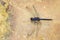 Asian dragonfly - Trithemis festiva