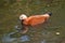  Asian duck swimming in a pound