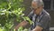Asian elderly man cutting branches of lemon tree in the backyard. Senior male caring organic garden.