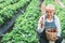 Asian elderly woman who is an organic strawberry farmer, holding and showing red strawberries