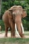 Asian elephant