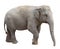 Asian elephant