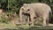 Asian elephant