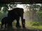Asian Elephant and Babe in Captivity