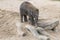 Asian elephant baby balancing