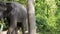 Asian Elephant bull chained during musth or must in HD