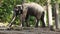 Asian Elephant bull chained during musth or must in HD