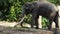 Asian Elephant bull chained during musth or must in HD, panning camera shot closeup