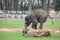 Asian Elephant Calf playing on a rock