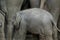 The Asian Elephant (child)