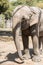 Asian elephant Closeup Front Profile