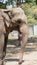 Asian elephant Closeup Side Profile