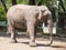 Asian elephant Closeup Side Profile