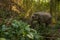 An Asian Elephant in the distance, eating part of a banana tree in the foothills of Northern Thailand