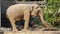 Asian Elephant drink water in construction site