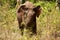 An Asian elephant eating and roaming through the jungle in Cambodia