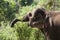 Asian elephant eating in a wild bamboo field