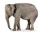 Asian Elephant - Elephas maximus (40 years)