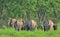 Asian Elephant - Elephas maximus family with dominant male tusker in an Indian forest