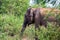 Asian elephant or elephas maximus in wild jungle