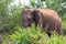 Asian elephant or elephas maximus in wild jungle