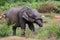 Asian elephant or elephas maximus in wild jungle