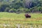 Asian elephant or elephas maximus in wild jungle