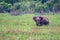 Asian elephant or elephas maximus in wild jungle