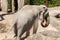 Asian Elephant or Elephas Maximus at the zoo in Zurich in Switzerland