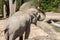 Asian Elephant or Elephas Maximus at the zoo in Zurich in Switzerland