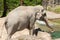 Asian Elephant or Elephas Maximus at the zoo in Zurich in Switzerland