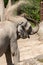 Asian Elephant or Elephas Maximus at the zoo in Zurich in Switzerland