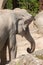 Asian Elephant or Elephas Maximus at the zoo in Zurich in Switzerland