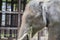 Asian elephant enjoy eating grass