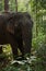 An Asian elephant facing the camera in the jungle in Cambodia