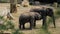 Asian elephant family on the walk