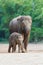 Asian elephant familys walking 3