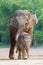 Asian elephant familys walking 4