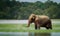 Asian Elephant feeding on grasses in a lake