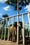 An Asian Elephant feeding on pile of ripe pineapple behind stainless steel fence