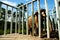 An Asian Elephant feeding on ripe pineapples behind stainless steel fence