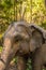 Asian Elephant in the foothills of Northern Thailand