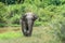 Asian Elephant in forest. Kui Buri National Park. Thailand