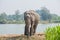 Asian elephant in the forest, surin, Thailand