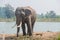 Asian elephant in the forest, surin, Thailand