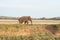 Asian elephant grazing on the grassland