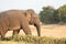 Asian elephant grazing on the grassland close up