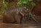 An Asian elephant having a bath in the jungle in Cambodia