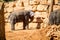 The Asian elephant, Jerusalem Biblical Zoo in Israel